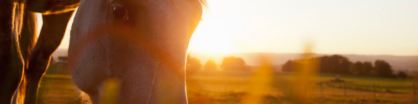 Caballo
