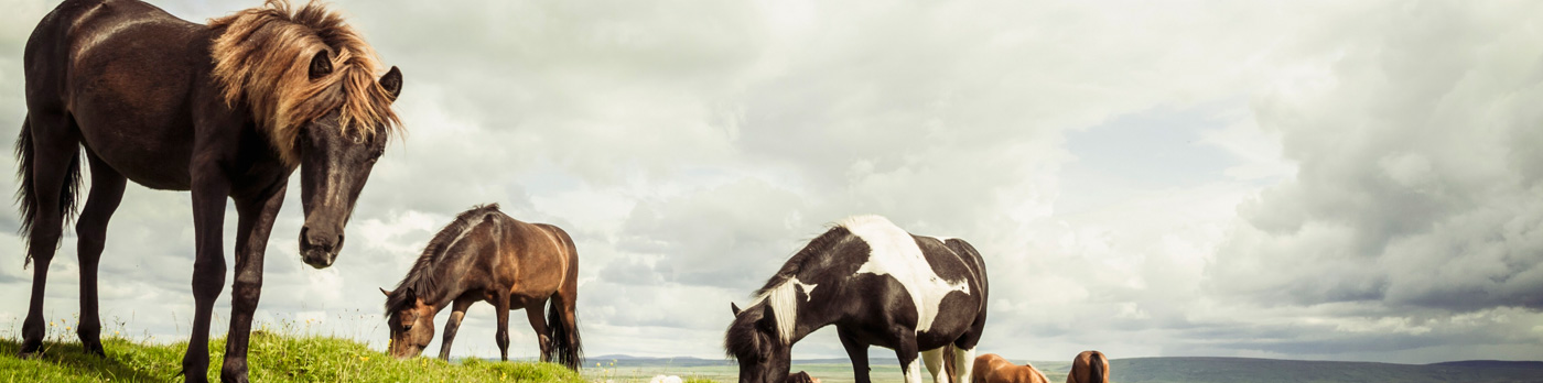 Caballo