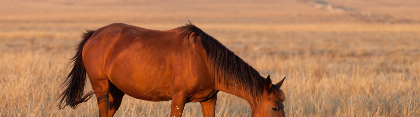 Caballo