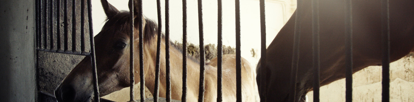 Caballo
