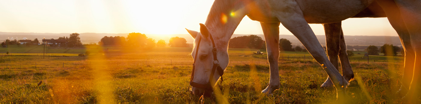 Caballo
