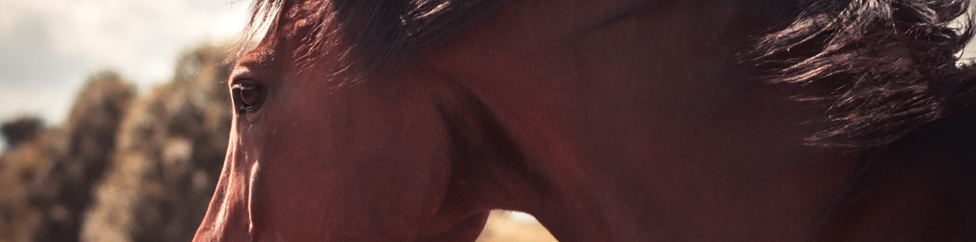 Caballo