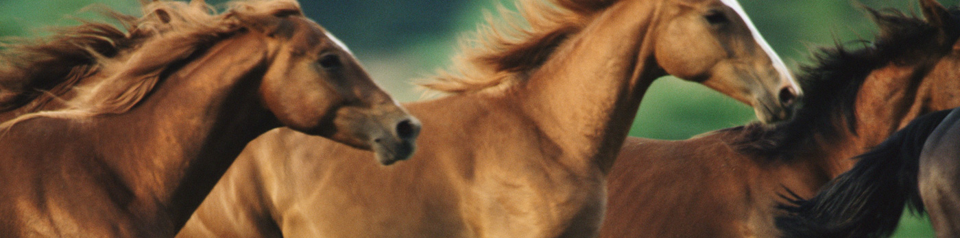 Caballo